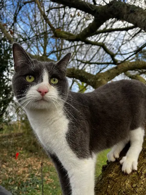 chat lost   22290 Tressignaux Oscar