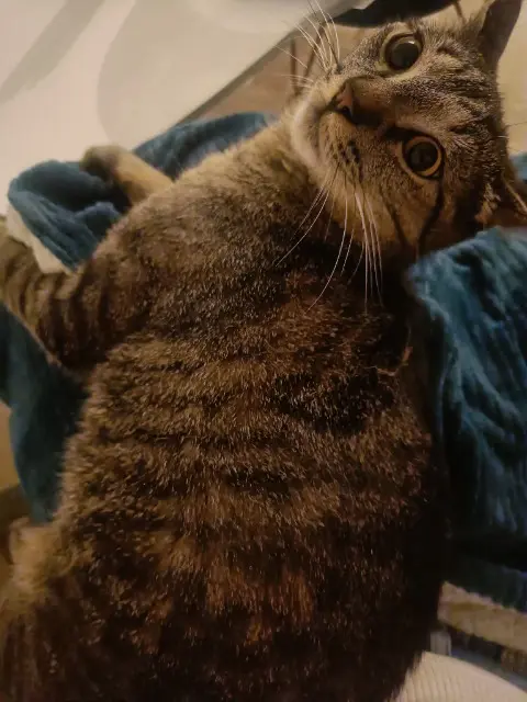 chat lost   22860 Plourivo P'tit loup