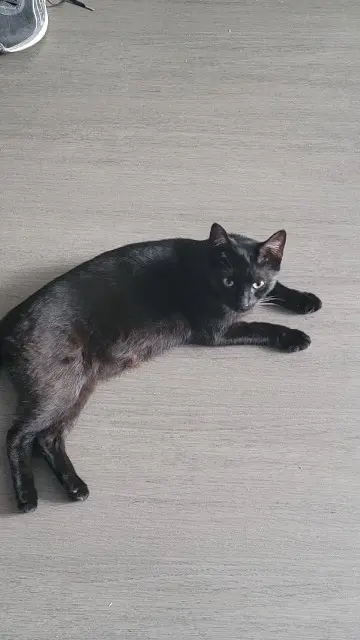 chat lost   22440 Trémuson Pablo