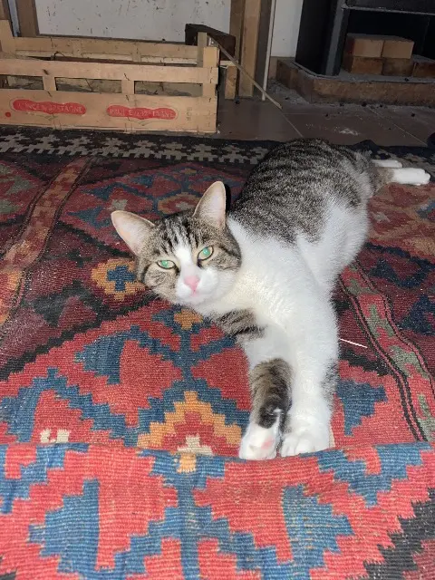 chat lost   22400 Saint-Alban Pampelune