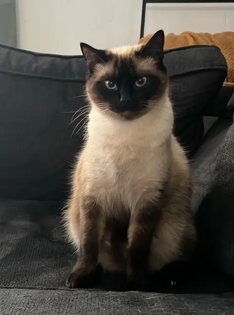 gato perdido 22000 Saint-Brieuc Pasha gato lost 22000 Saint-Brieuc Pasha