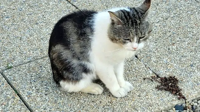 chat lost   22950 Trégueux Patchwork