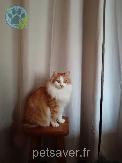 chat lost   22100 Saint-Hélen Pepino