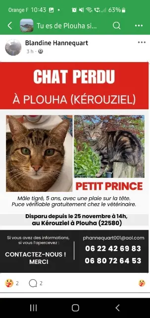 chat lost   22580 Plouha Petitprince