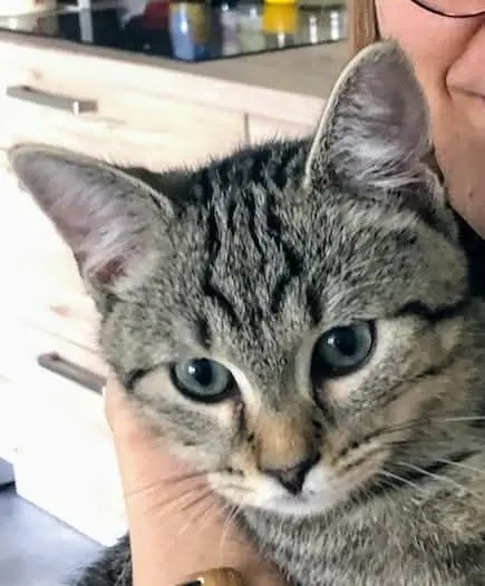 chat lost   22360 Langueux PEYOT