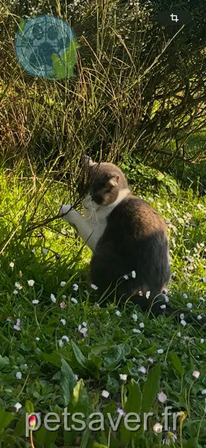 chat lost   22870 Île-de-Bréhat Pierrot