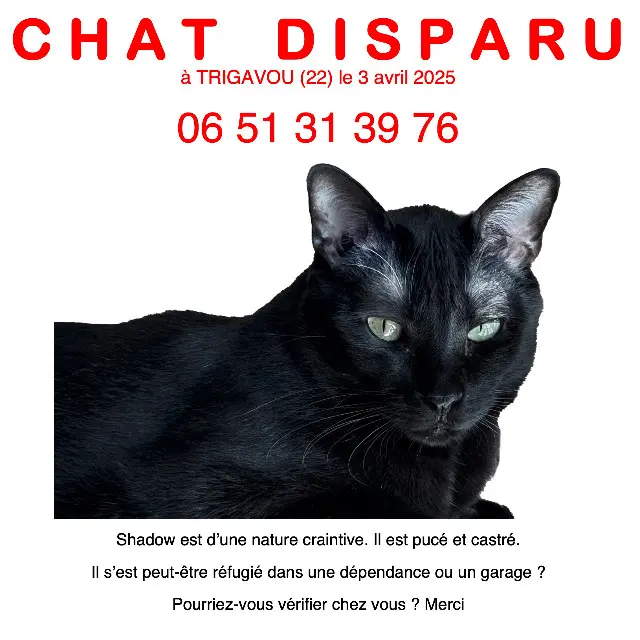 chat lost   22490 Pleslin-Trigavou BLACK PANTHER (appelé Shadow)