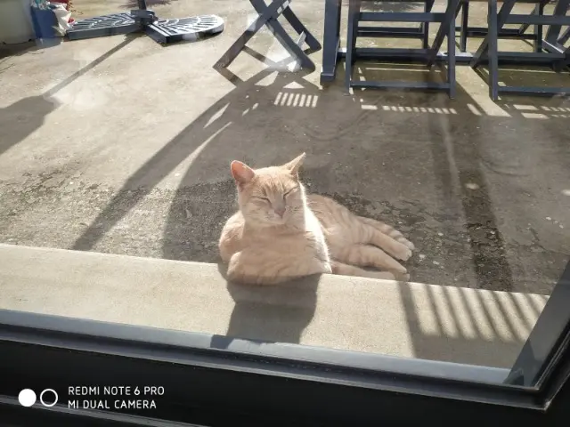 chat lost   22490 Pleslin-Trigavou Scratch