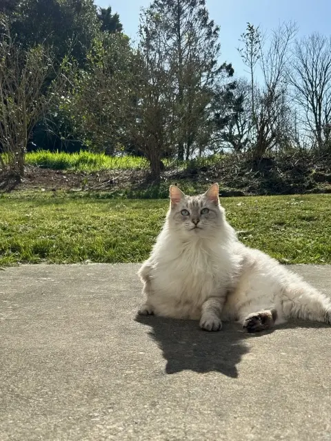 chat lost   22370 Pléneuf-Val-André Yuzu « youzou »