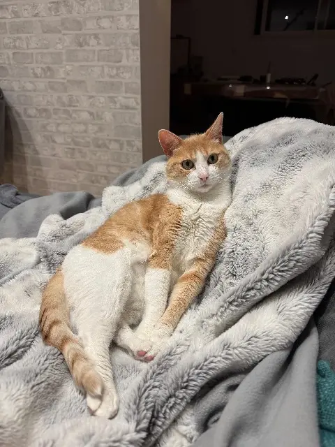 chat lost   22000 Saint-Brieuc Pooks