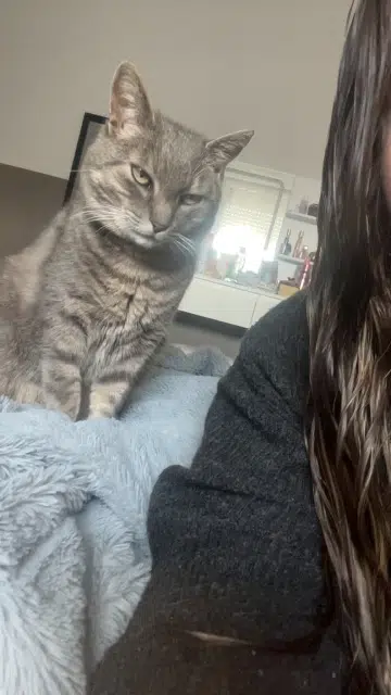 chat lost   22130 Languenan Prince