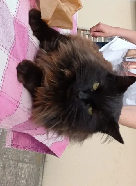 chat lost   22500 Paimpol Reglisse