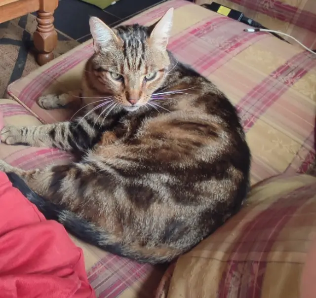 chat lost   22110 Plounévez-Quintin Roady