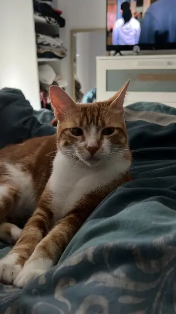 chat lost   22360 Langueux Roucky