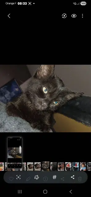 chat lost   22400 Andel Ruby