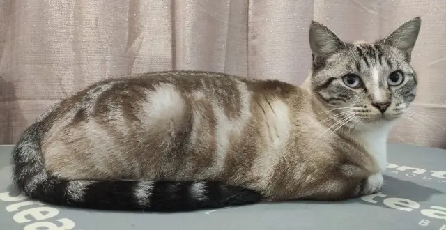 chat lost   22240 Fréhel Ryu