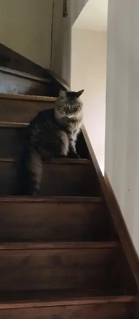 chat lost   22720 Plésidy Sacha