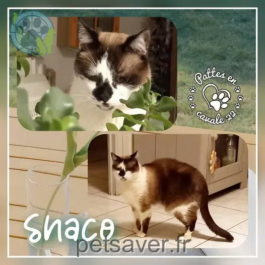 chat lost   22300 Lannion Shaco