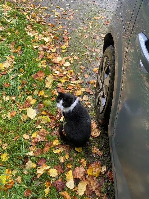 chat lost   22200 Guingamp Shiro