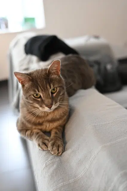 chat lost   22200 Pabu Simba