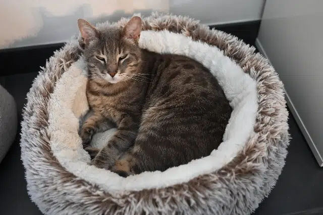 chat lost   22200 Pabu Simba