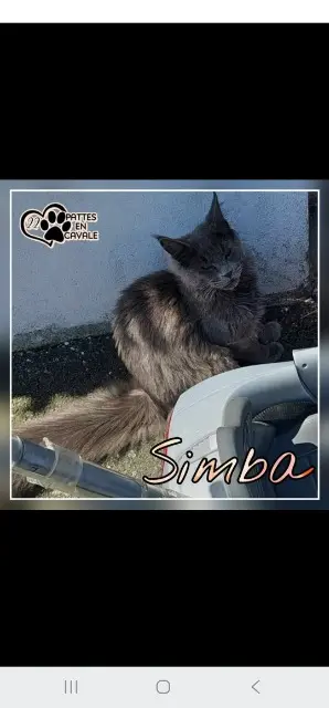 chat lost   22150 Saint-Carreuc Simba