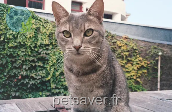 Chat Perdu 22 Côtes-d'Armor - Simba Chat Perdu 22 Côtes-d'Armor - Simba
