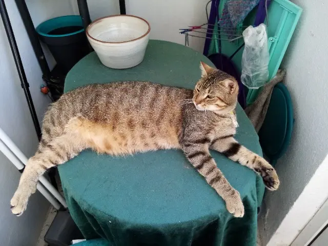 chat lost   22000 Saint-Brieuc Simba