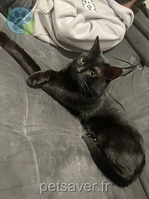 kater vermist 22190 Plérin Sirius kater lost 22190 Plérin Sirius