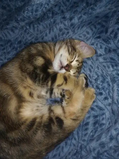 chat lost   22950 Trégueux Smoky