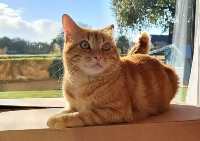 chat lost   22740 Pleudaniel Spoutnik