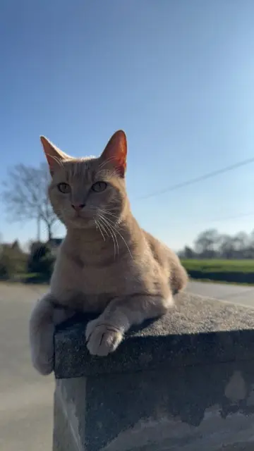 chat lost   22200 Trégonneau Stixy