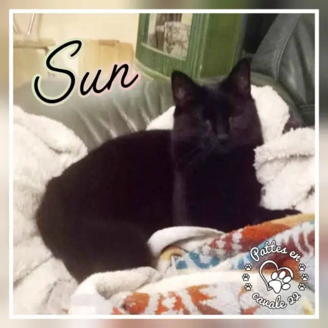 chat lost   22480 Kerien Sun