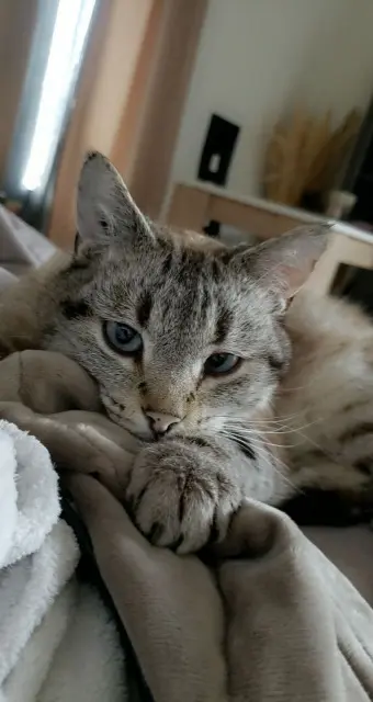 chat lost   22440 Trémuson Tao