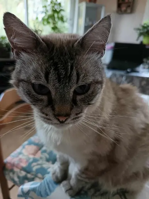 chat lost   22460 Merléac Tao