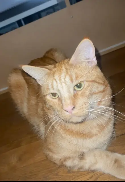 chat lost   22600 Loudéac Teméos