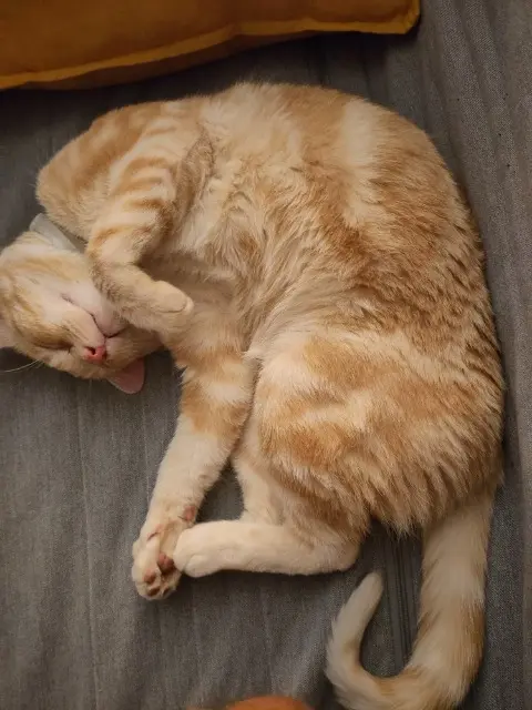 chat lost   22000 Saint-Brieuc TIGROU
