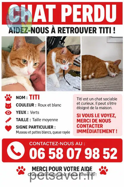 chat lost 22800 Plaine-Haute Titi