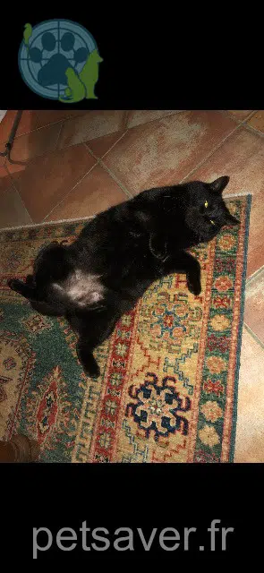 gatto lost   22660 Trévou-Tréguignec Titou