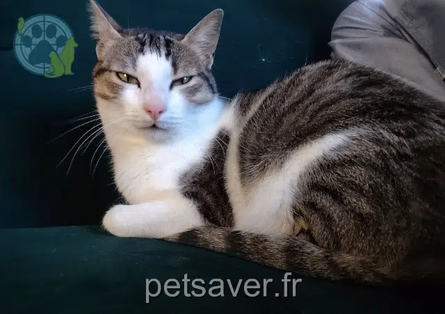 chat lost   22000 Saint-Brieuc Toutou