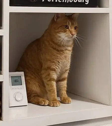 chat lost   22130 Plancoët Tsuki