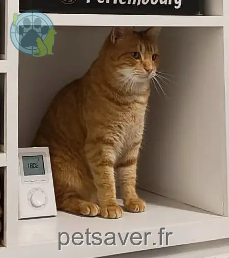 chat perdu 22130 Plancoët Tsuki chat lost 22130 Plancoët Tsuki