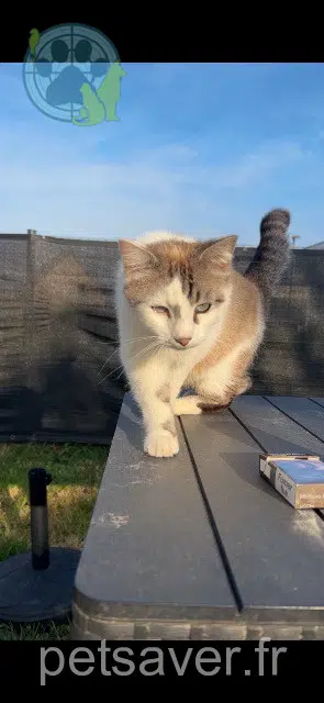 gato lost 22360 Langueux Turbo