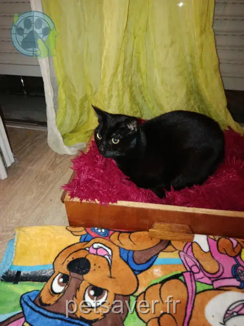 chat lost   22000 Saint-Brieuc Tysonn