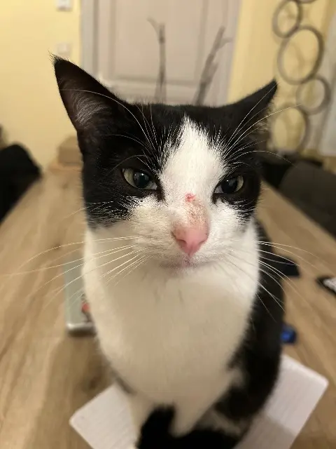 chat lost   22600 Loudéac Ulysse