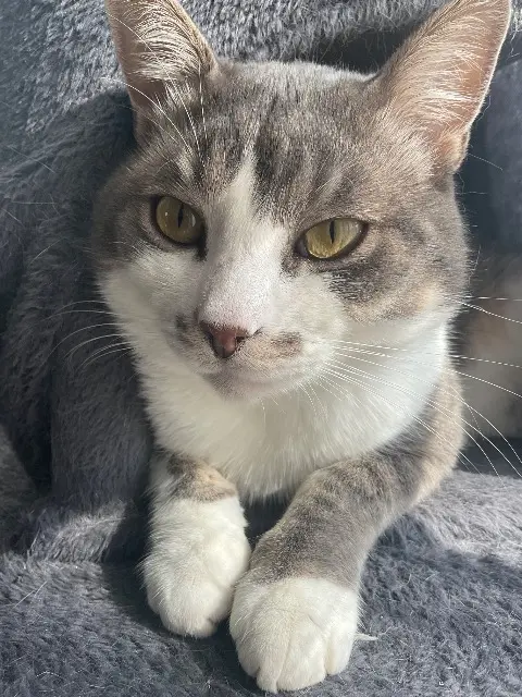 chat lost   22130 Val-d'Arguenon Keïko