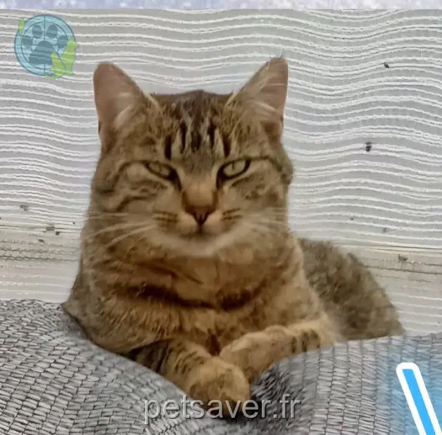 chat lost   22270 Plédéliac Velcro