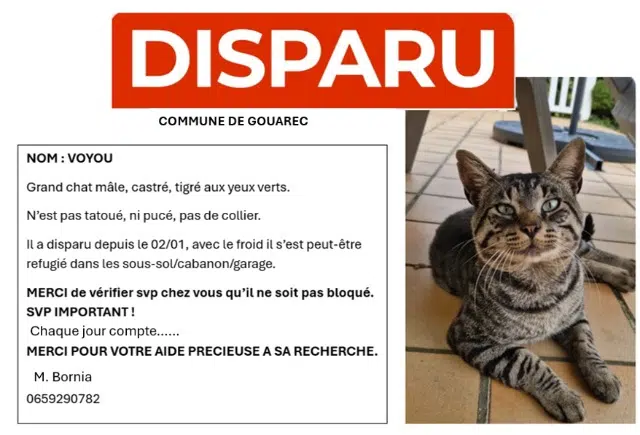 chat lost   22570 Gouarec Voyou