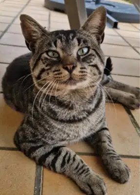 chat lost   22570 Gouarec Voyou