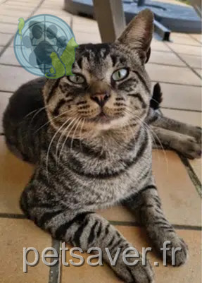 kater vermist 22570 Gouarec Voyou kater lost 22570 Gouarec Voyou